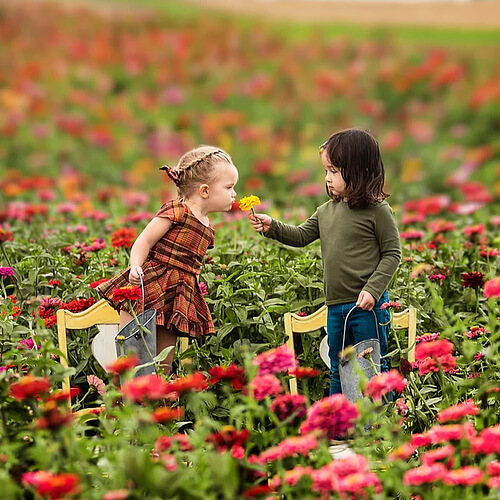 u-pick zinnias Two children in a vibrant zinnia field, one holding a yellow flower, surrounded by colorful zinnias, representing the U-pick experience at Cherry Crest Adventure Farm.