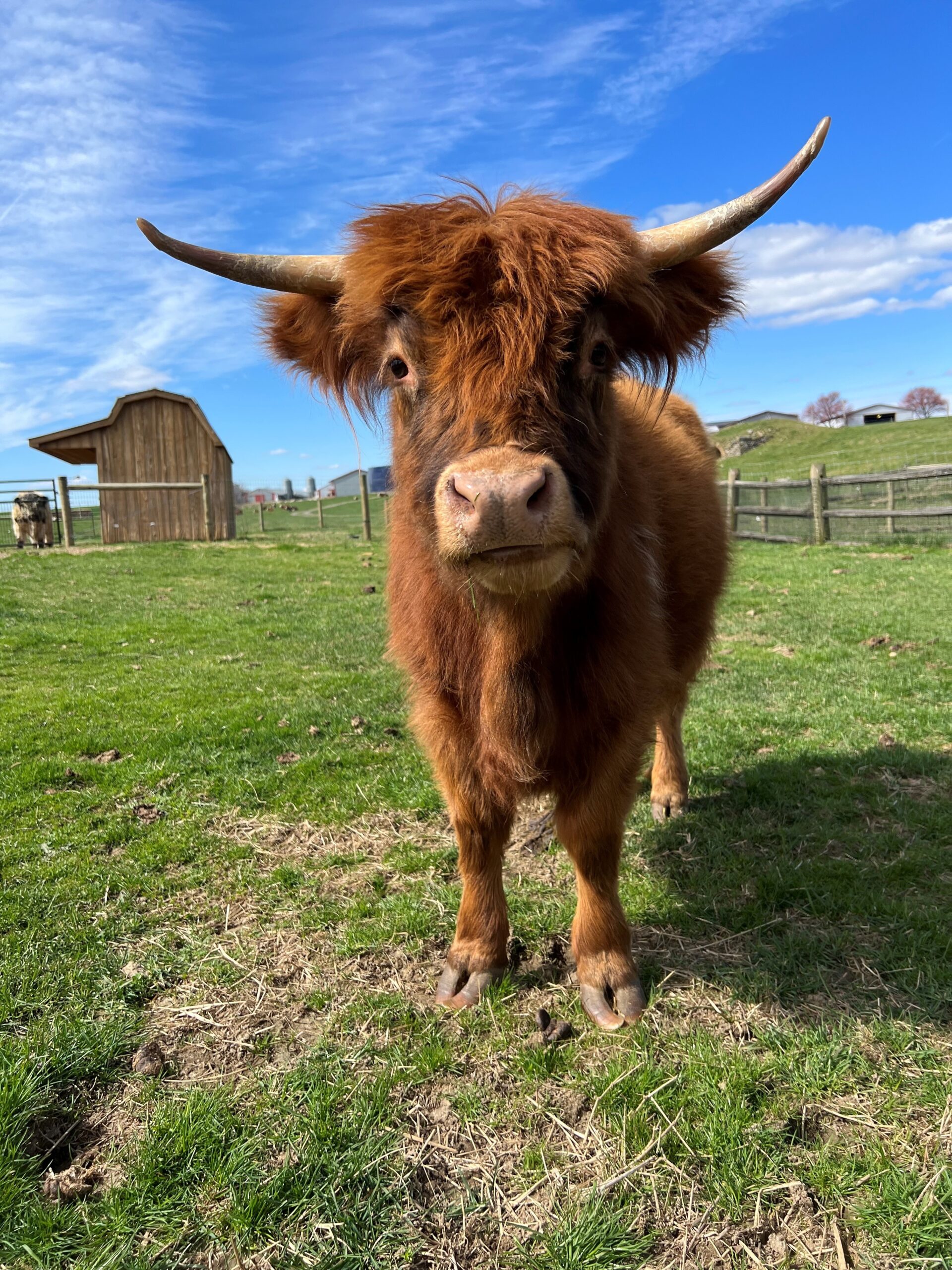 Cinnamon, a Micro Mini Highland cow with a vibrant reddish-brown coat and prominent horns, standing in a grassy pasture with a wooden barn in the background under a blue sky.