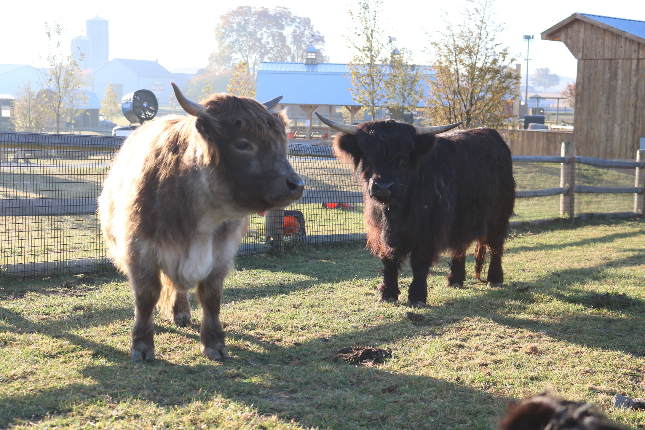 Highland cattle grazing in a farmyard setting at Cherry Crest Adventure Farm, with wooden structures and a fenced area in the background, highlighting agricultural experiences for families.