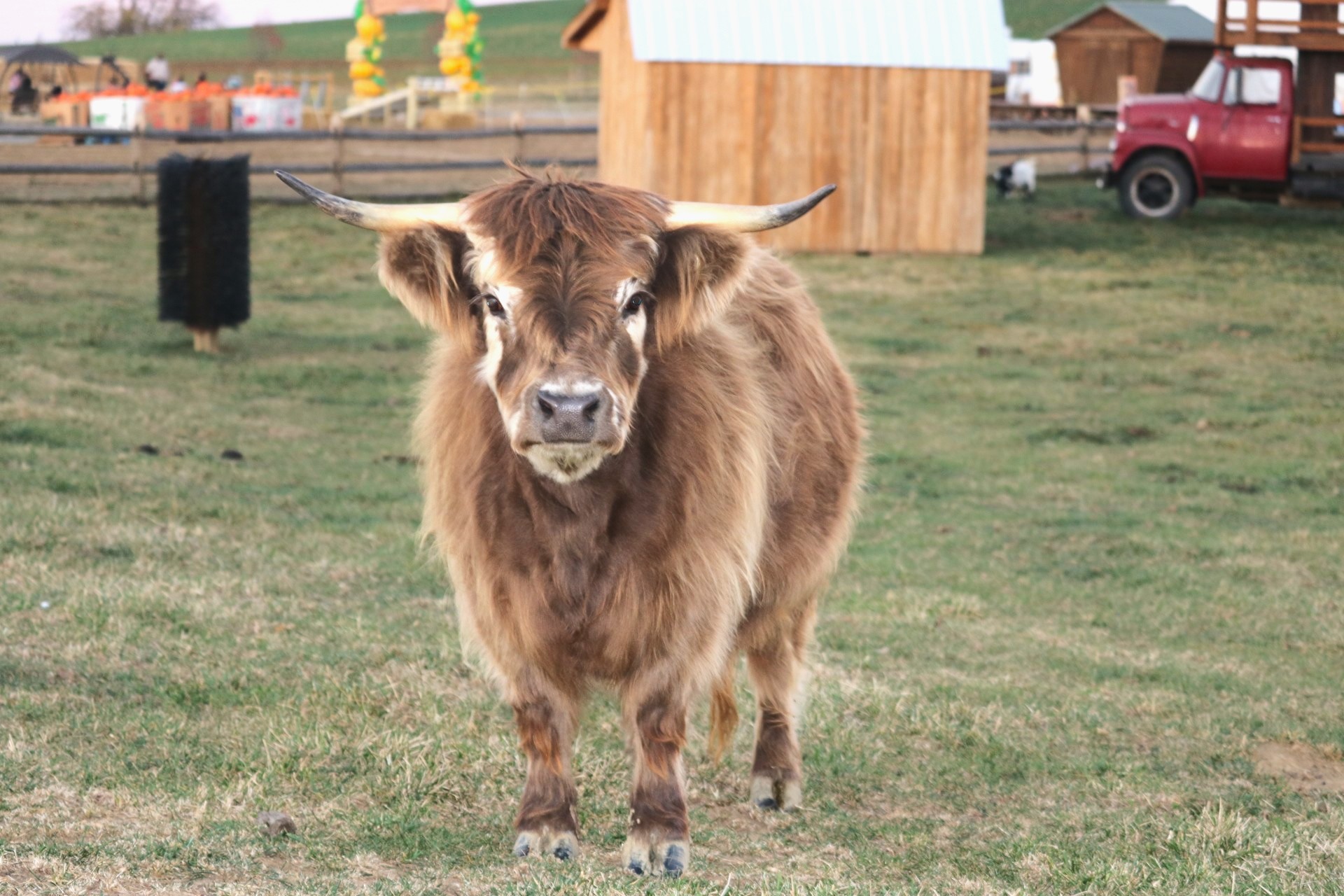 Micro Mini Highland cow named Honey, showcasing her calm demeanor and shaggy coat, set against the farm's backdrop with wooden structures and greenery.