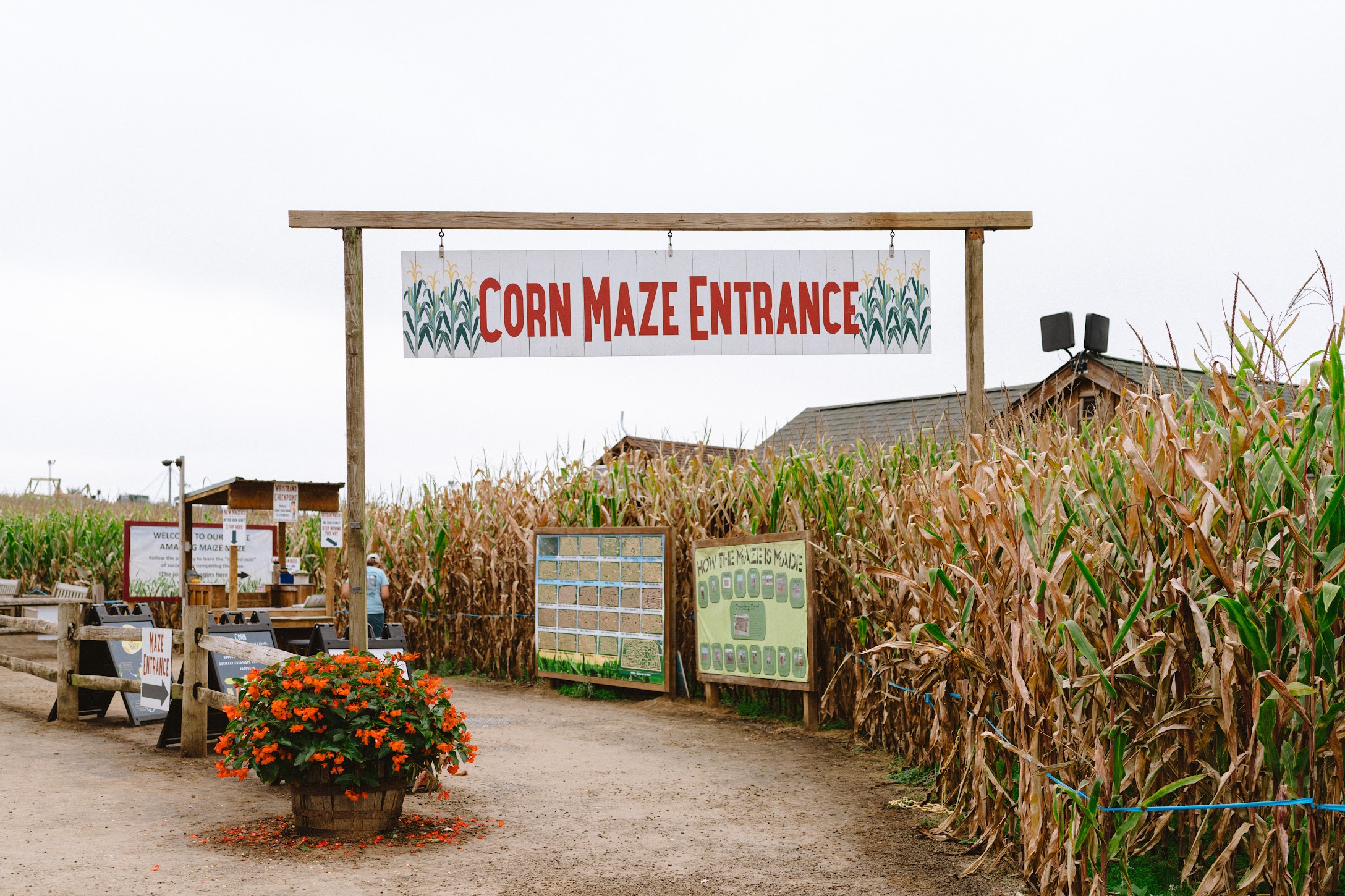 Corn maze entrance sign with "CORN MAZE ENTRANCE" in bold red lettering, surrounded by tall corn stalks and a flower planter, highlighting the Amazing Maize Maze™ at Cherry Crest Adventure Farm.