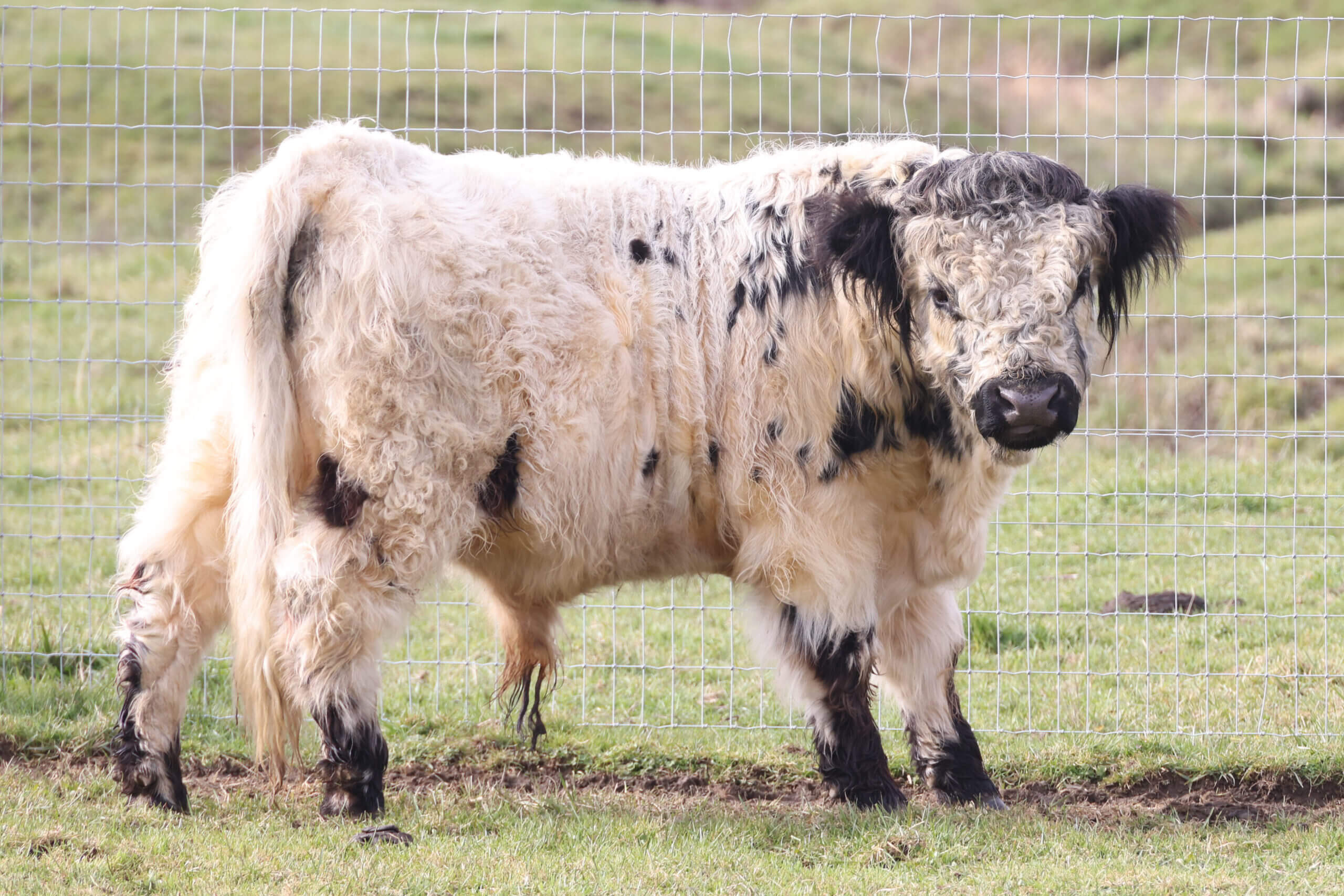 Mini Highland cow named Mr. Incredible, showcasing fluffy cream and black coat, standing in a fenced pasture at Cherry Crest Farm, emphasizing gentle demeanor and strong genetics.
