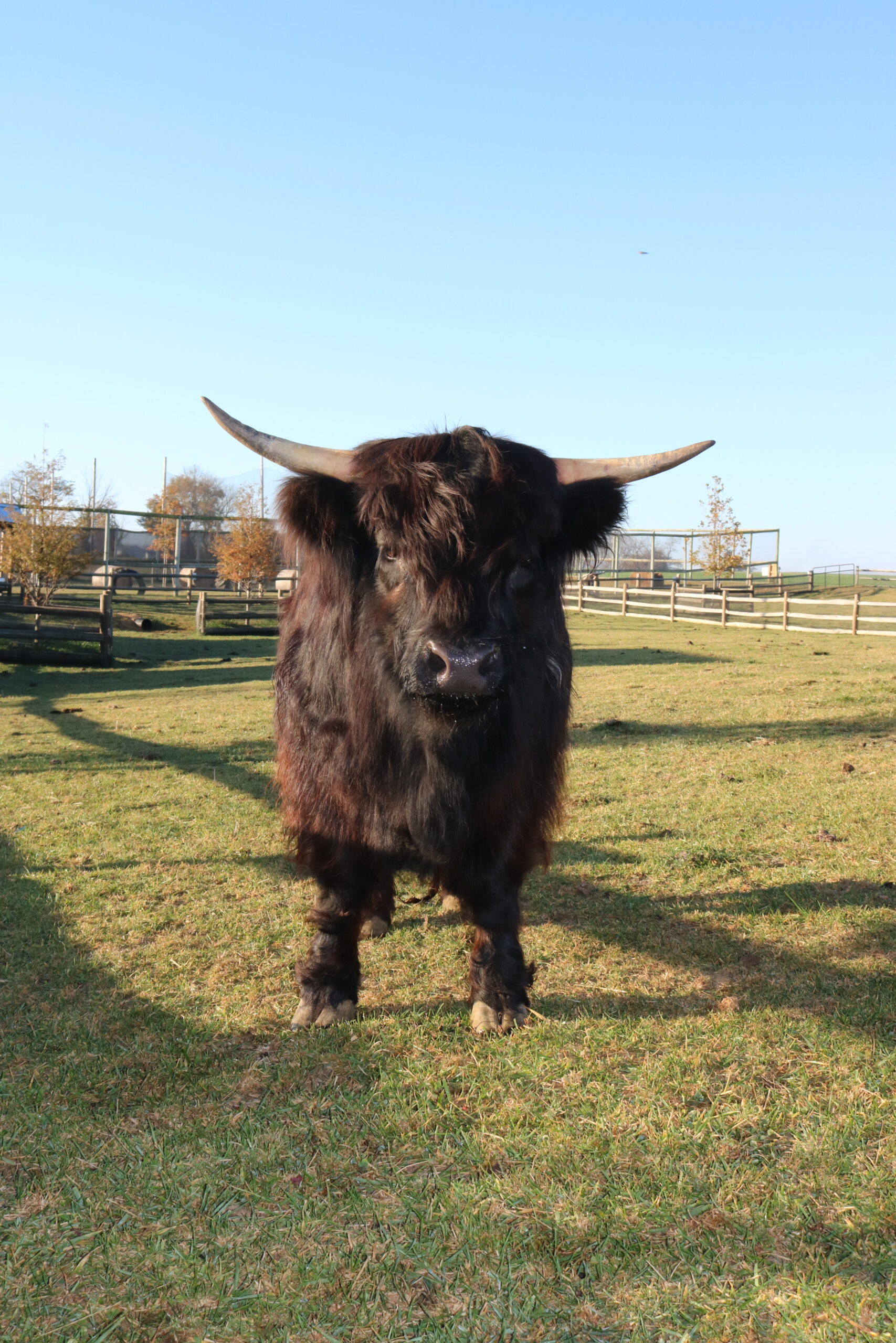 Micro Mini Highland cow standing in a grassy field at Cherry Crest Farm, showcasing its calm demeanor and distinctive long horns against a clear blue sky.