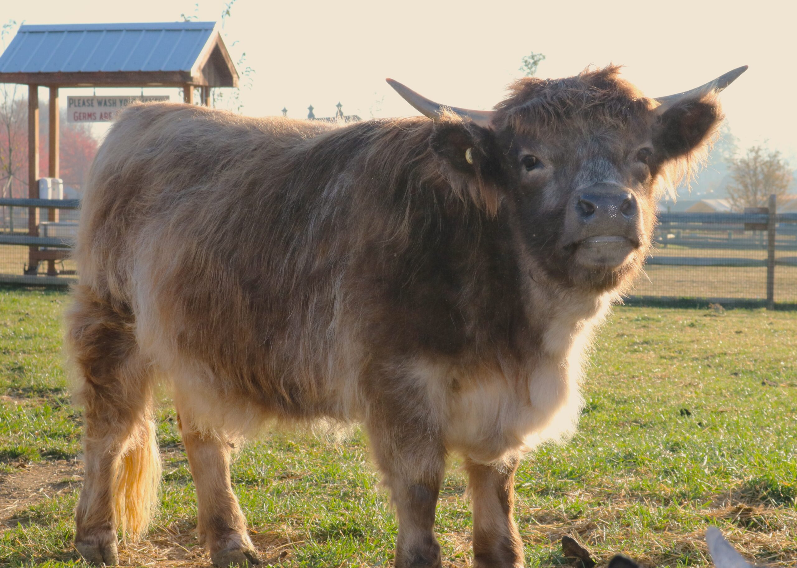 Roan Micro Mini Highland cow named Poppy Seed, showcasing a gentle demeanor and playful spirit, in a farm setting with a sign in the background.
