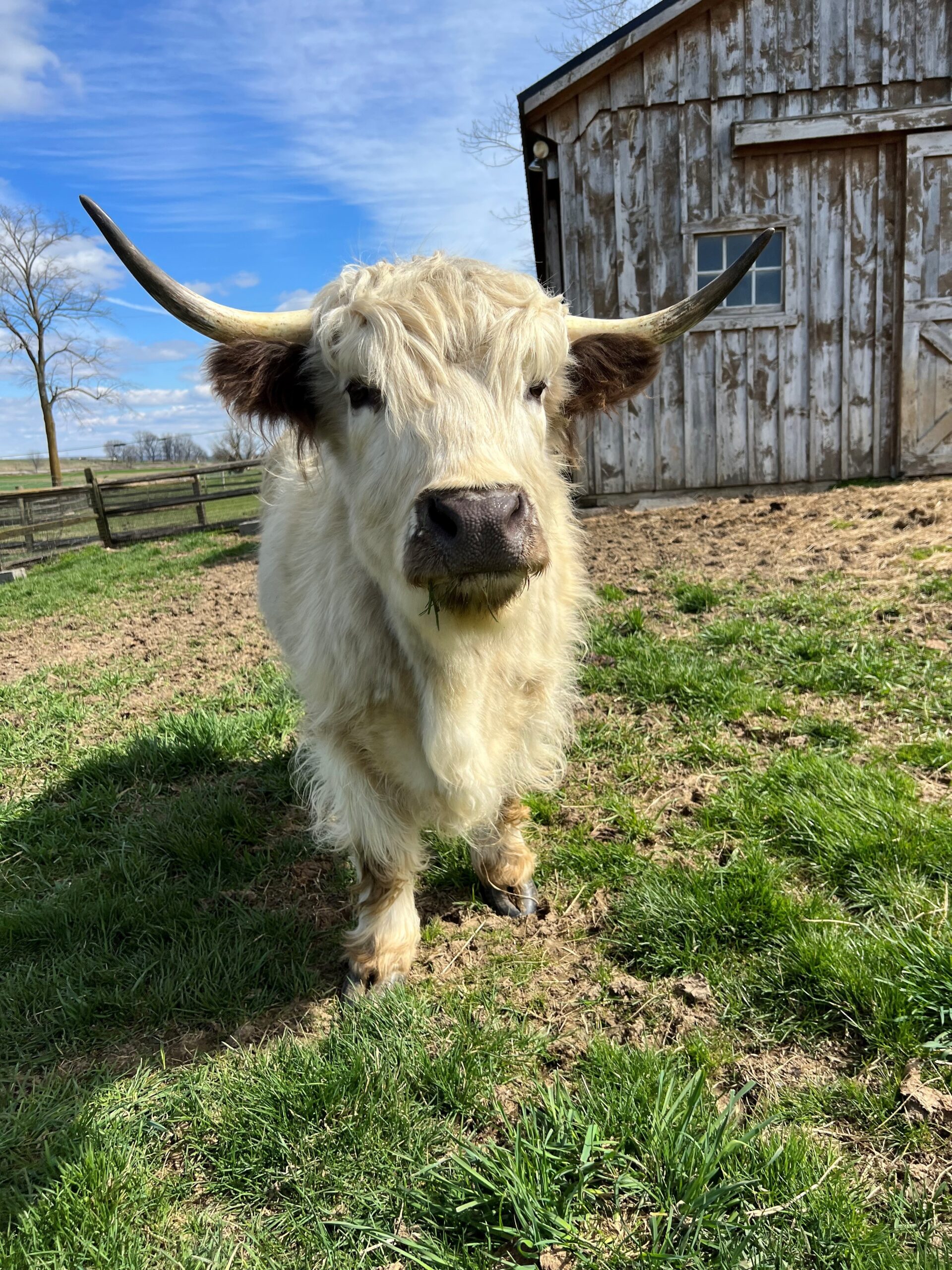 Micro Mini Highland cow with shaggy white coat and prominent horns, standing in a grassy area near a wooden barn, embodying the gentle nature of Cherry Crest Farm's beloved Highland cows.